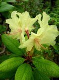 Кашкара ( Рододедрон ) вес 50 грамм
